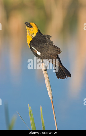 Gelb-vorangegangene Amsel thront auf Rohrkolben, Britisch-Kolumbien, Kanada. Stockfoto