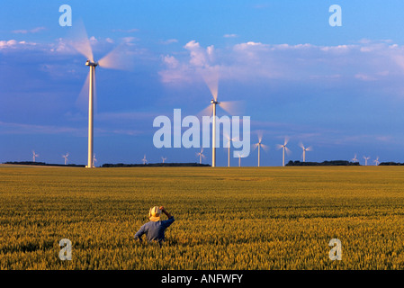 Ein Bauer blickt auf seine Reifung Frühling Weizenfeld mit Windkraftanlagen im Hintergrund, in der Nähe von St. Leon, Manitoba, Kanada. Stockfoto