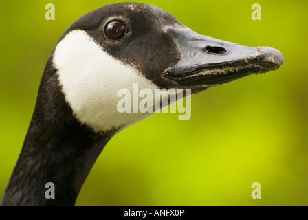 Erwachsenen Canada Goose, ein kanadisches Symbol, Ontario, Kanada. Stockfoto