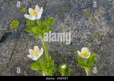 Zeitigen Frühjahr Wildblumen, Western Anemone Blumen vor Rock mit Flechten drauf, Britisch-Kolumbien, Kanada. Stockfoto