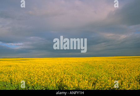 Raps Feld in voller Blüte, Beiseker, Alberta, Kanada. Stockfoto