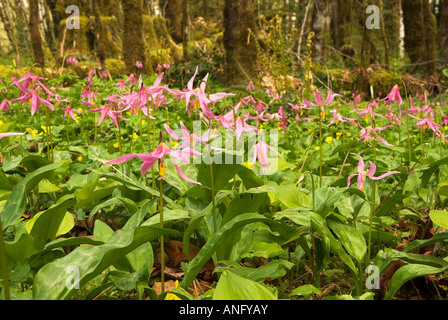 Rosa Reh Lilien blühen im Frühjahr auf Honeymoon Bay Naturreservat in der Nähe von Lake Cowichan auf Vancouver Island, Britisch-Kolumbien, C Stockfoto