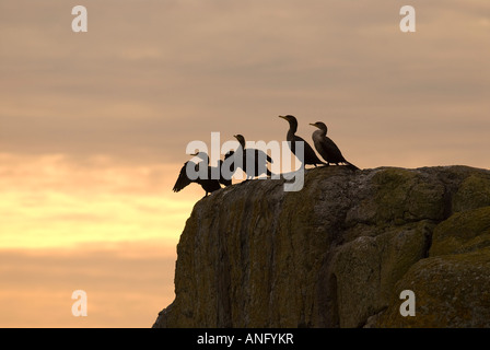 Doppel-crested Kormoran (Phalacrocorax Auritus), Kanada. Stockfoto