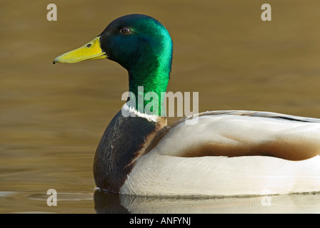 Stockente (Anas Platyrhynchos), Kanada. Stockfoto