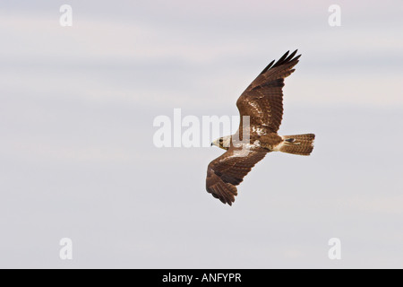 Rot - angebundener Falke (Buteo Jamaicensis) im Flug, Britisch-Kolumbien, Kanada. Stockfoto