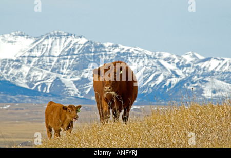 Rote Angus (Bos Taurus) weiblich und Kalb auf der Weide grasen. Berge im Hintergrund sind in der Nähe von Waterton Lakes National Park, also Stockfoto