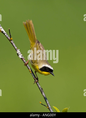 gemeinsame Yellowthroat (Geothlypis Trichas), Kanada. Stockfoto