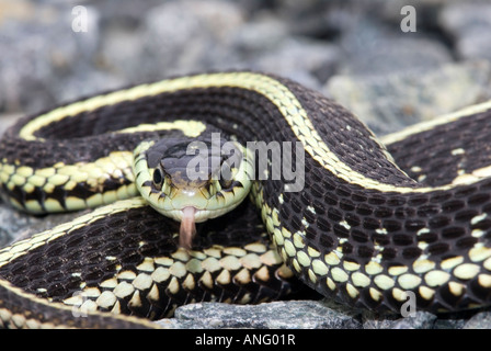 Garter Snake bereit, zuzuschlagen, Kanada. Stockfoto