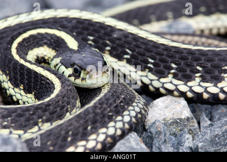 Garter Snake bereit, zuzuschlagen, Kanada. Stockfoto