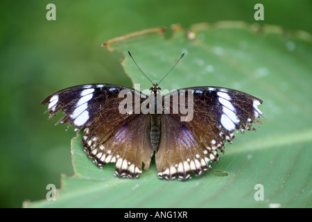 Schwarze Schmetterling Stiefmütterchen Stockfoto