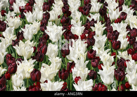 Anzeige der Tulpen in de Keukenhof in Holland Stockfoto
