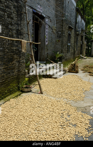 China-Guangxi Fuli Dorf in der Nähe von Yangshuo Erdnüsse auf dem Boden unter der Sonne trocknen Stockfoto