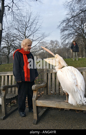 eine Frau trifft einen Pelikan in einem Londoner park Stockfoto