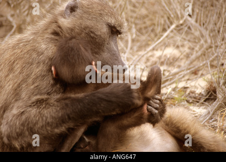 Chacma Pavian Pflege Säugling bei Cape Peninsula Reserve South Africa Stockfoto