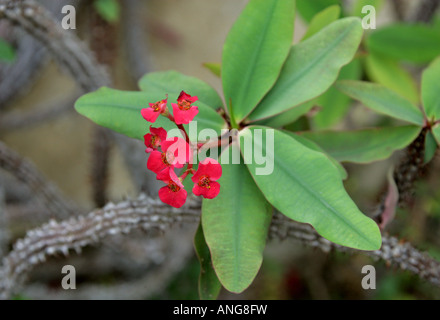 Coronne des Epines Euphorbia Milii Var Splendens Euphorbiaceae Madagaskar Stockfoto