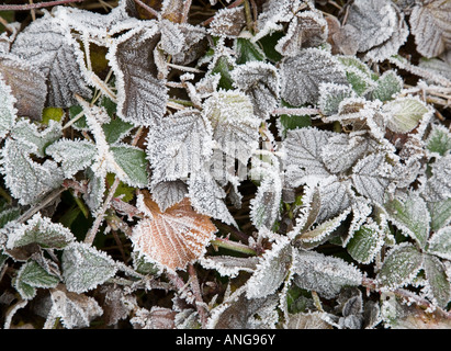 Frost bedeckt Brombeere verlässt Rubus fruticosus Stockfoto