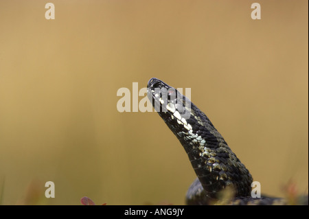 Männliche Adder Aalen auf Moorland in Derbyshires Peak District, Großbritannien Stockfoto