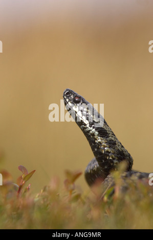 Männliche Adder Aalen auf Moorland in Derbyshires Peak District, Großbritannien Stockfoto