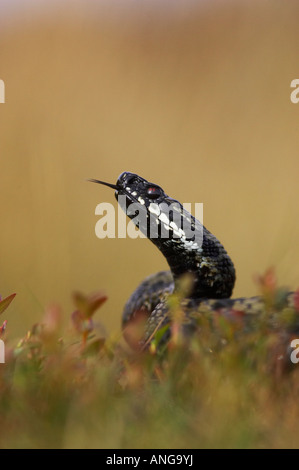 Männliche Adder Beduftung der Luft während Aalen auf Moorland in Derbyshires Peak District, Großbritannien Stockfoto