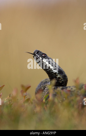 Männliche Adder Beduftung der Luft während Aalen auf Moorland in Derbyshires Peak District, Großbritannien Stockfoto