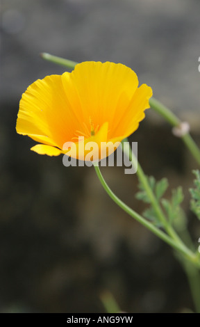 Kalifornischer Mohn, Eschscholzia Californica, Papaveraceae. Kalifornien, USA. Stockfoto