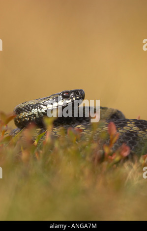 Männliche Adder Aalen auf Moorland in Derbyshires Peak District, Großbritannien Stockfoto