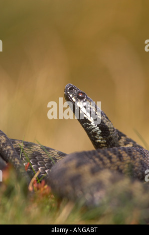 Männliche Adder Aalen auf Moorland in Derbyshires Peak District, Großbritannien Stockfoto