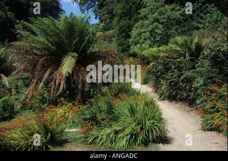 Wanderweg im Trebah Gärten, Mawnan Smith in der Nähe von Falmouth, Cornwall, england Stockfoto