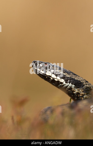 Männliche Adder Aalen auf Moorland in Derbyshires Peak District, Großbritannien Stockfoto