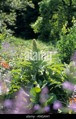 Große blühende Königskerze (molène Densiflorum) Stockfoto