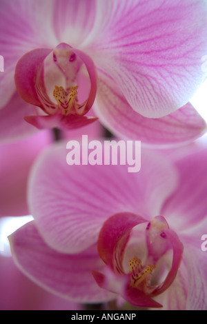 Detailansicht der rosa Orchidee phalaenopsis Stockfoto