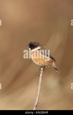 Männliche Schwarzkehlchen Saxicola Torquata auf Zweig suchen alert Fen Drayton Cambridgeshire Stockfoto