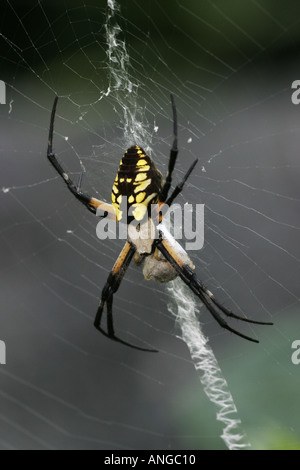 B Y Argiope mit Fang Stockfoto