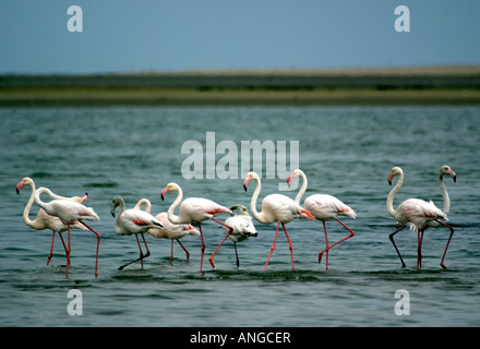 Rosaflamingos waten in der Lagune von Sandwich Harbour in der Nähe von Walvis Bay, Namibia Stockfoto