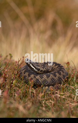 Männliche Adder Aalen Stockfoto