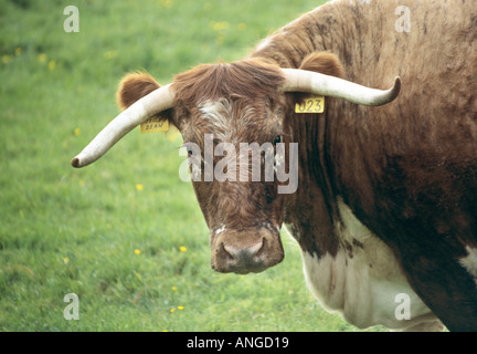 Longhorn Kuh im Bereich Ullswater Cumbria UK Stockfoto