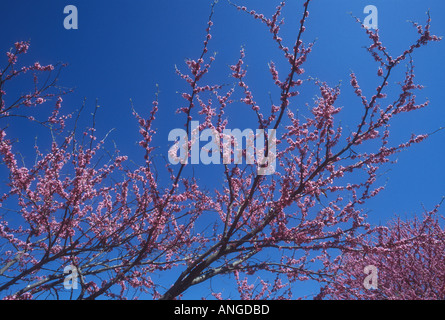 Zweige der rote Knospe Baum im Frühling Stockfoto