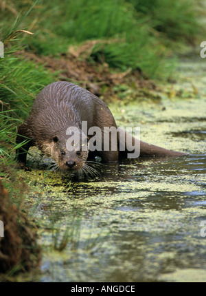 Europäischen FISCHOTTER im Wasser S EDGE Lutra Lutra Stockfoto