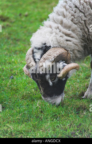 Ein Widder. Capesthorne Hall, Siddington, Cheshire, Vereinigtes Königreich. Stockfoto