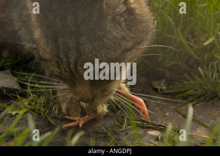 Wildkatze Fütterung Stockfoto