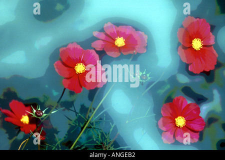 Floral abstrakt Stockfoto