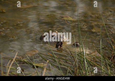 Otter Stockfoto