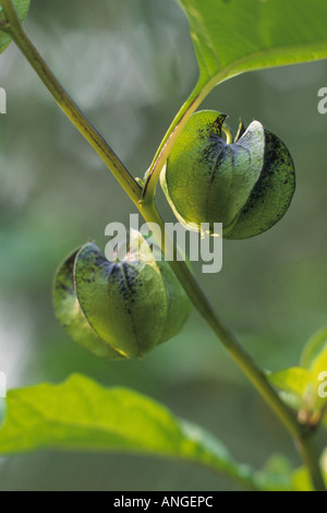 Apple von Peru (Nicandra physalodes) Stockfoto