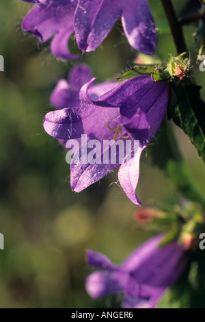 Nessel-leaved Glockenblume (Campanula trachelium) Stockfoto