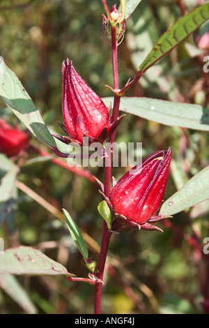 Roselle, Hibiscus sabdariffa Stockfoto