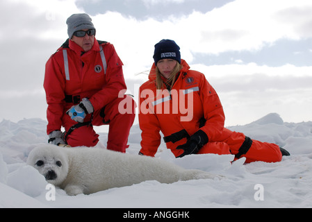 Heather und Paul McCartney auf dem Eis zu schützen Sattelrobben mit der Humane Society der Vereinigten Staaten vor der Jagd beginnt Stockfoto