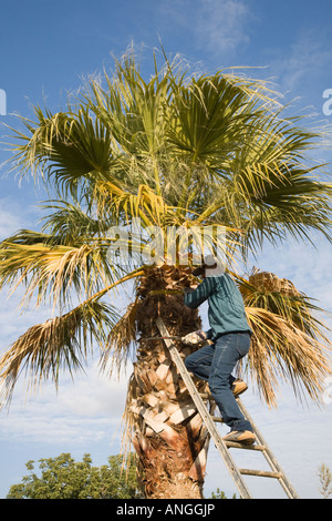 Mann schneidet Palmfächerblätter einer Fächerpalme von einer Leiter in Zypern, Mittelmeer Stockfoto