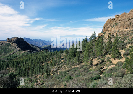 Kanarische Kiefer (Pinus canariensis), Gran Canaria, Spanien Stockfoto