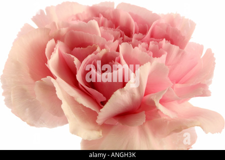 Nahaufnahme der Blüte im studio Stockfoto