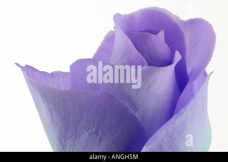 Nahaufnahme der Blüte im studio Stockfoto